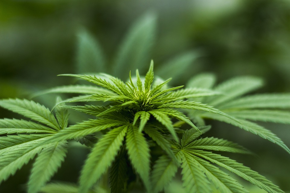Canapa e Marijuana Legale: Scopriamo i loro benefici!